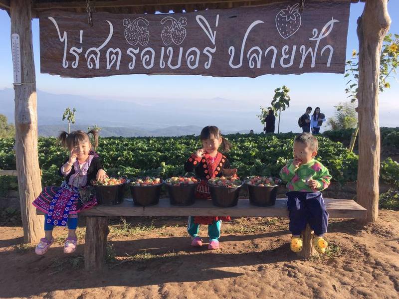 ไร่สตรอเบอรี่ปลายฟ้า ม่อนแจ่ม เชียงใหม่ (Plai Fa Strawberry Farm)
