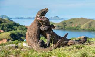 Eksplor Keindahan Wisata Pulau Komodo & Info Lengkapnya!, Mas Bellboy