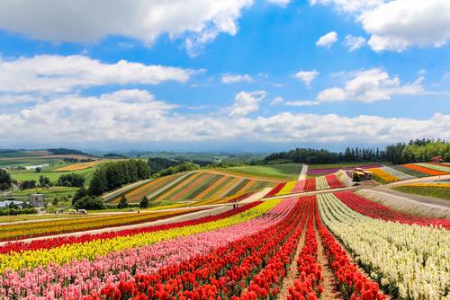 สวนดอกไม้ชิคิไซโนะโอกะ (Shikisai no Oka) – บิเอะ