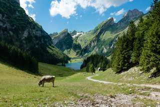 Summer in Switzerland: Lakes, Peaks & Alpine Dreams, Global Team