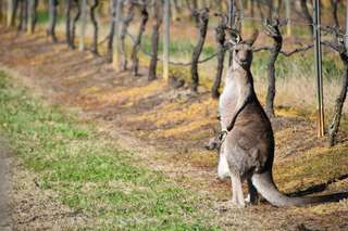 Best wineries to visit in NSW, Erin Doyle