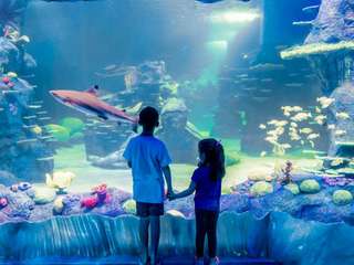 Iconic Aussie attractions for less: exclusive discounts with Traveloka, Traveloka Team