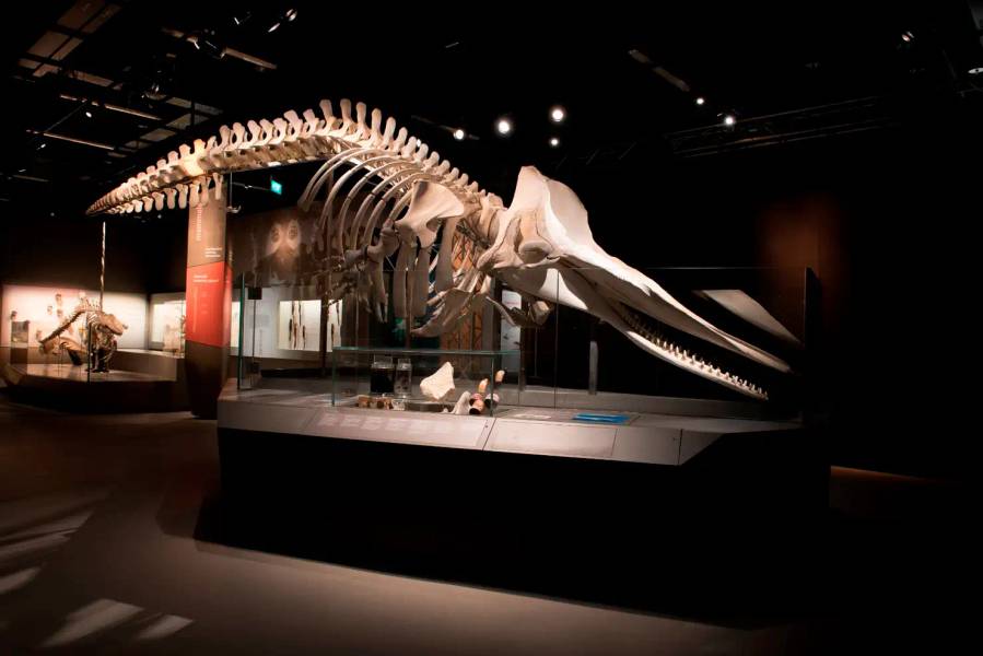 Lee Kong Chian Natural History Museum Tickets