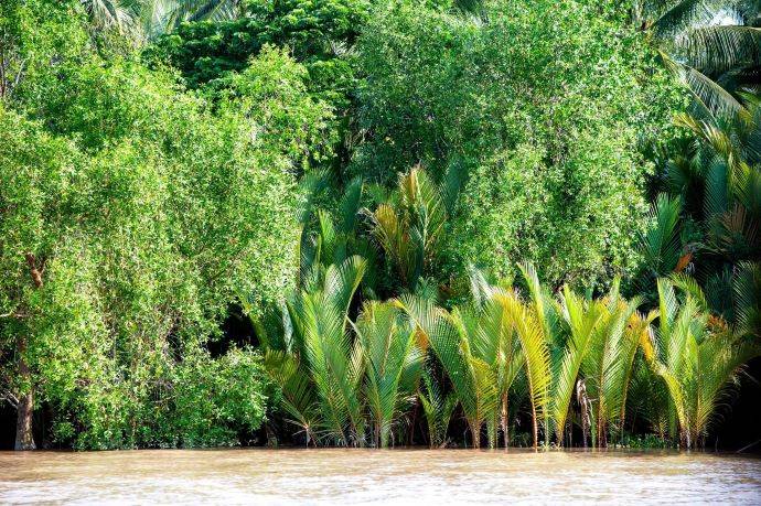 Với tính chất to và cứng cáp, lá dừa nước miền Tây trở thành vật liệu lợp nhà bền chắc