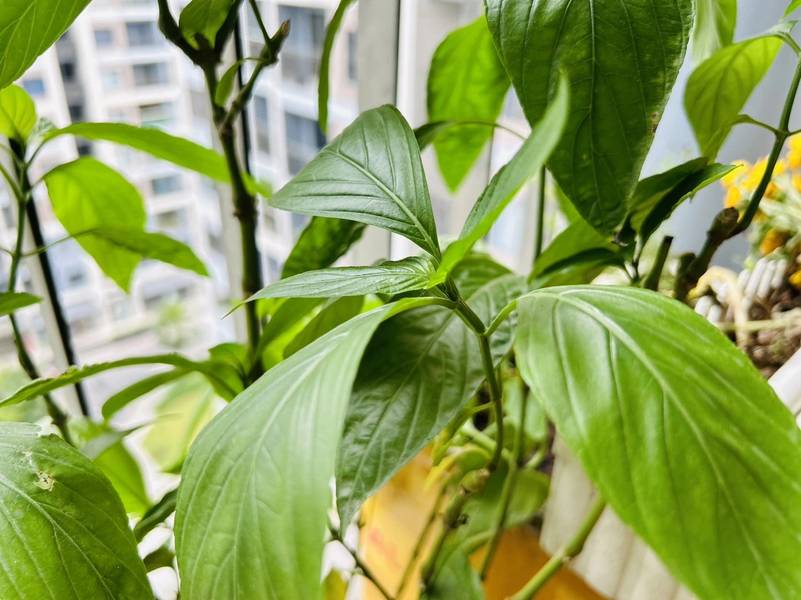 Lá cẩm giúp món chè dừa nước miền Tây có màu tím bắt mắt