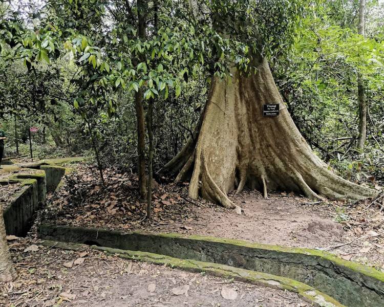 can-cu-trung-uong-cuc-mien-nam