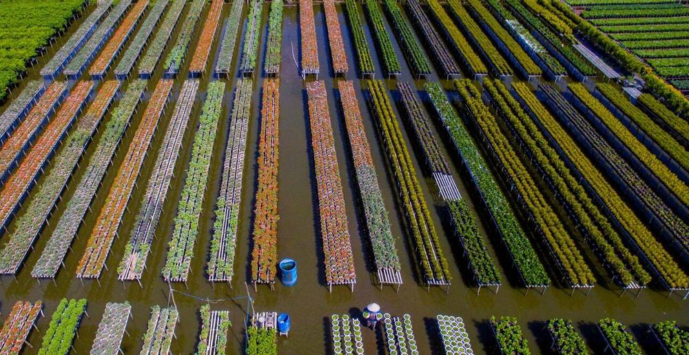 Đồng Tháp có gì chơi? Làng hoa Sa Đéc là điểm đến không thể bỏ qua