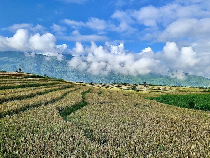 Ruộng bậc thang Y Tý vùng núi rừng Tây Bắc vào mùa lúa chín
