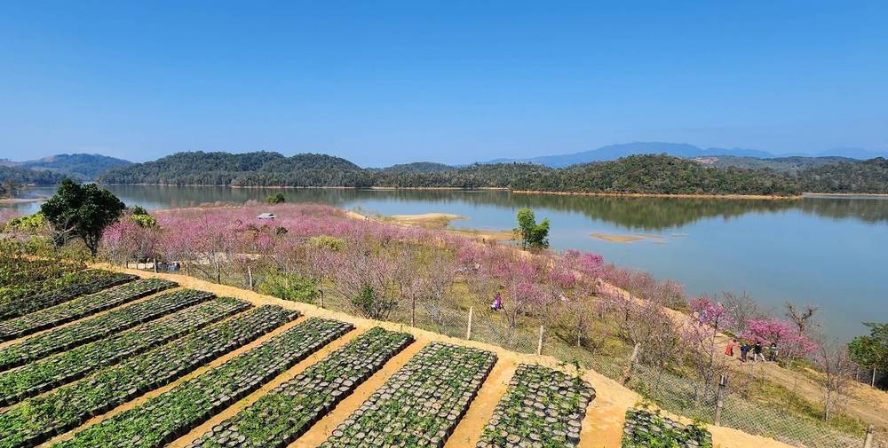 Đảo hoa anh đào nổi bật bên hồ Pá Khoang vùng núi rừng Tây Bắc