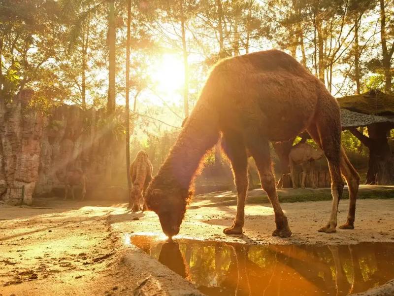 Bali Safari & Marine Park