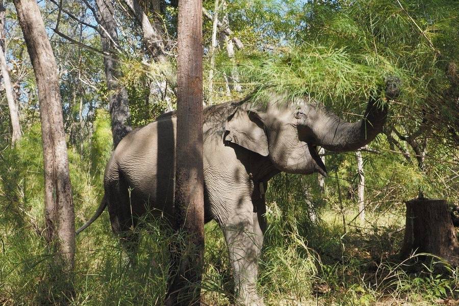 Đắk Lắk có gì chơi? Vườn Quốc gia Yok Đôn là lựa chọn phù hợp