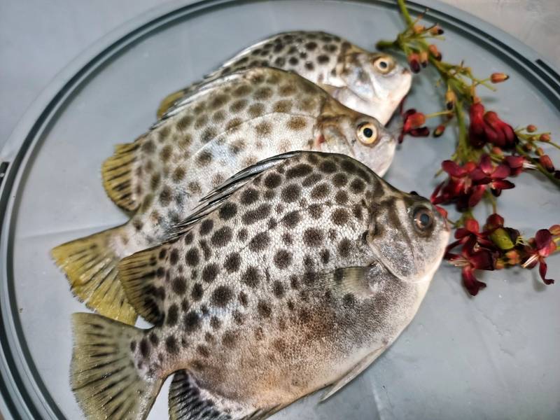 Bạn nên dùng rượu trắng để làm sạch và loại bỏ mùi tanh của cá nâu khi sơ chế nguyên liệu làm món cá nâu kho trái giác miền Tây