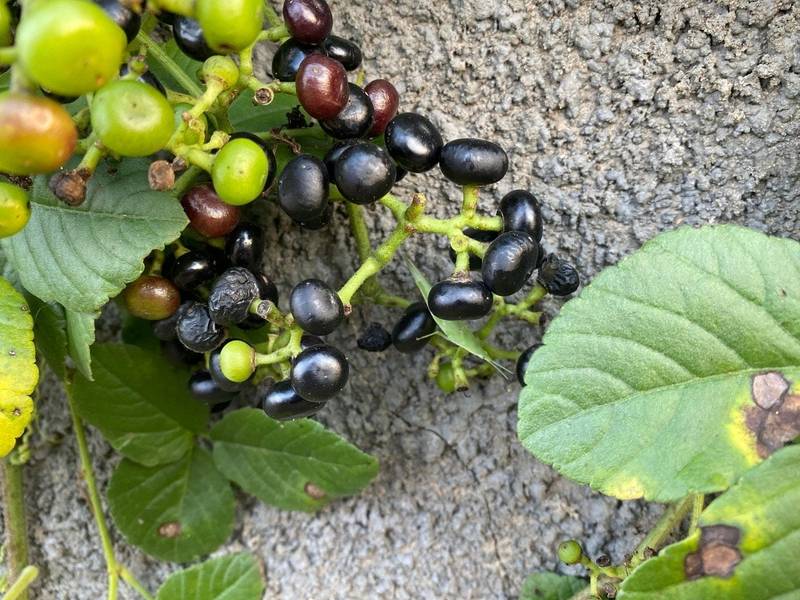 Trái giác miền Tây chín mọng giúp rượu có hương thơm hấp dẫn và màu sắc bắt mắt