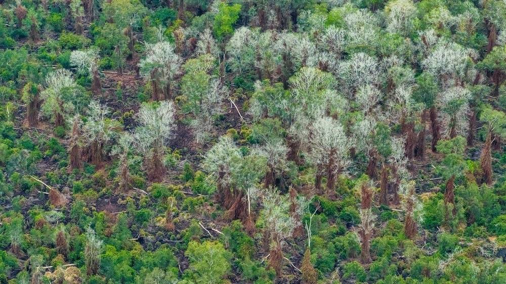 Vườn quốc gia U Minh Hạ nguyên sơ là địa điểm du lịch miền Tây có rừng tràm và động vật quý hiếm