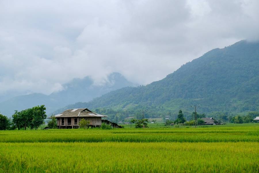 Mường Lò là địa điểm du lịch Tây Bắc nổi bật với cánh đồng lúa bạt ngàn và điệu xòe Thái đặc trưng