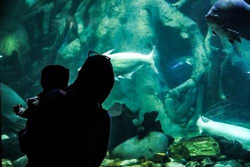 พิพิธภัณฑ์สัตว์น้ำใต้น้ำแห่งแรกในอินโดนีเซีย (Sea World Ancol)