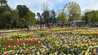 A blooming great guide to Canberra’s Floriade in 2025, Alex Keshen