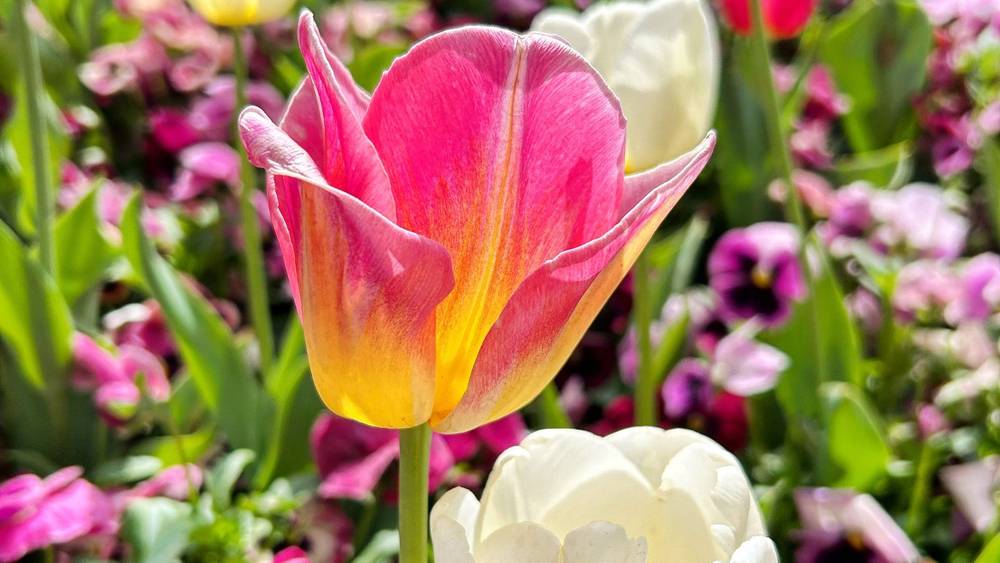 Tulips at Floriade, Canberra.