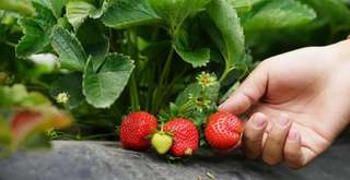 5 Rekomendasi Wisata Petik Strawberry di Puncak Bogor dan Harga Tiket 2026, Travel Bestie