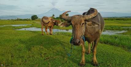 Padang Savana Lumajang: Surga Rumput Hijau di Tepi Laut Jawa Timur, Xperience Team