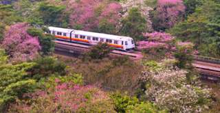Peta LRT Singapore 2025, Rute Lengkap & Info Tarif, Travel Bestie