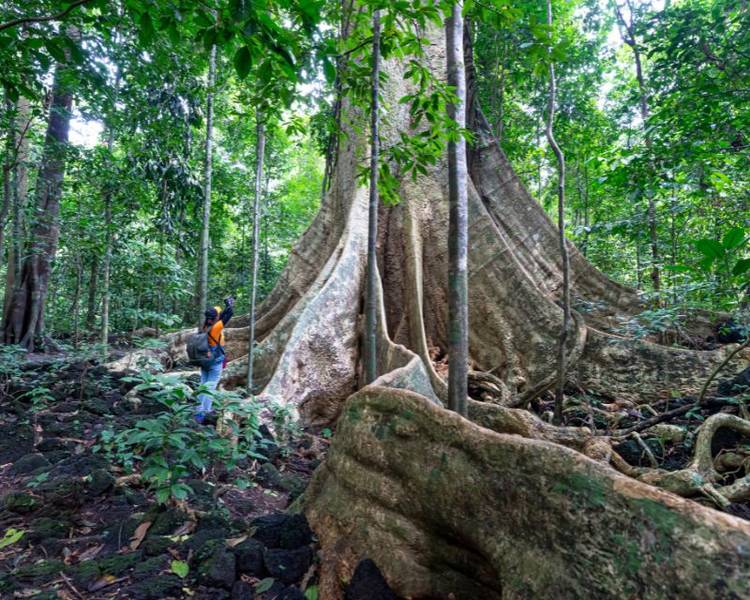 vuon-quoc-gia-nam-cat-tien