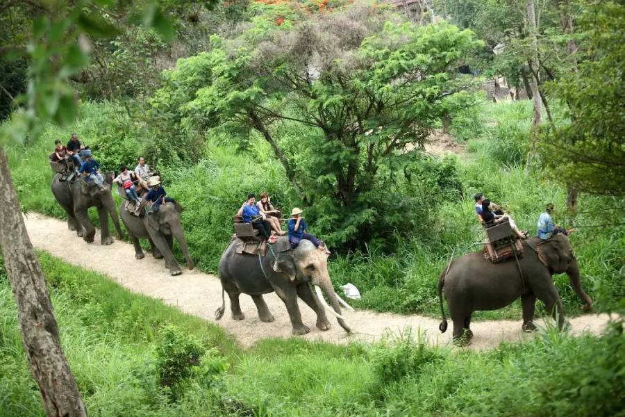 ที่เที่ยวเชียงใหม่ - ปางช้างแม่สา