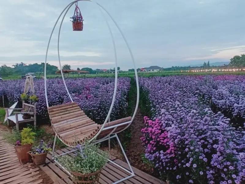 ที่เที่ยวเชียงใหม่ -  ทุ่งดอกไม้ เชียงใหม่