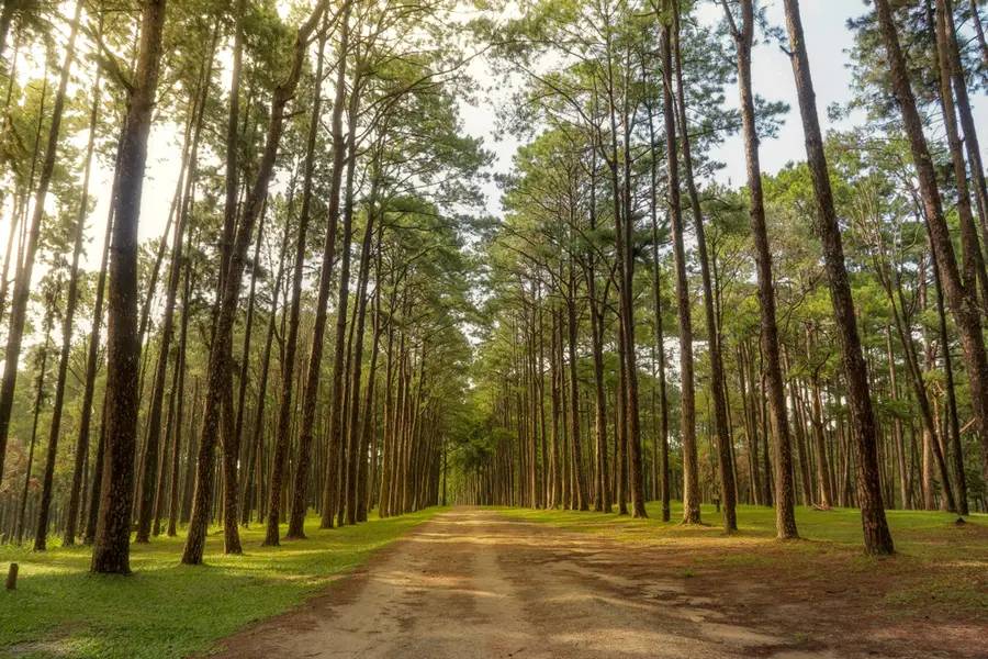 ที่เที่ยวเชียงใหม่ - สวนสนบ่อแก้ว