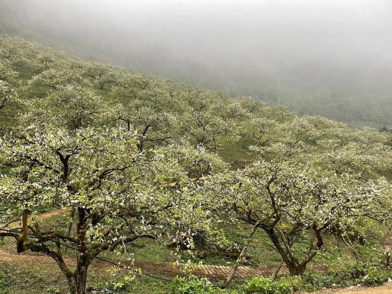 Thung lũng Mu Náu nổi bật với những gốc mận lâu năm và vào mùa hoa mận nở, khắp mọi nơi sẽ được phủ lên sắc trắng tinh khôi vô cùng nổi bật. 