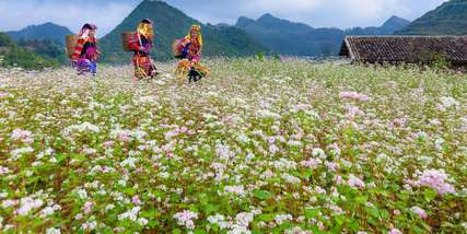 Kinh nghiệm du lịch Xín Mần Hà Giang chi tiết 2025, Traveloka VN
