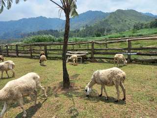 Menggala Ranch Banyumas, Destinasi Wisata Ala Swiss di Jawa Tengah dan Rekomendasi Hotel Terbaik, Mas Bellboy