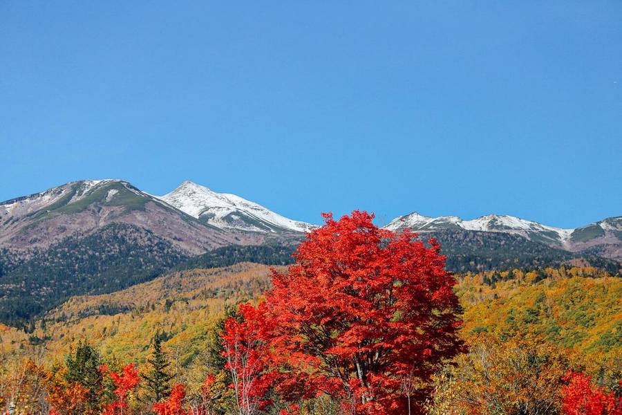 Norikura Highlands mang đến không gian núi rừng và đồng cỏ rộng lớn.