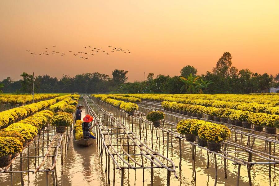 Làng hoa Sa Đéc rực rỡ ánh vàng khi Tết đến Xuân về.