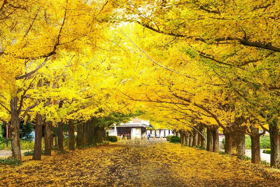 Icho Namiki trong sắc vàng của hàng cây bạch quả.