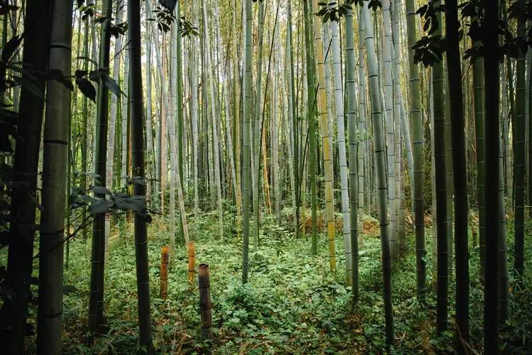Wisata Alam Hutan Bambu - Kota Bekasi