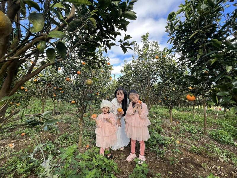 Du khách được tự tay thu hoạch những trái cam chín mọng ở Măng Đen Orange Garden tại Khu 37 Hộ