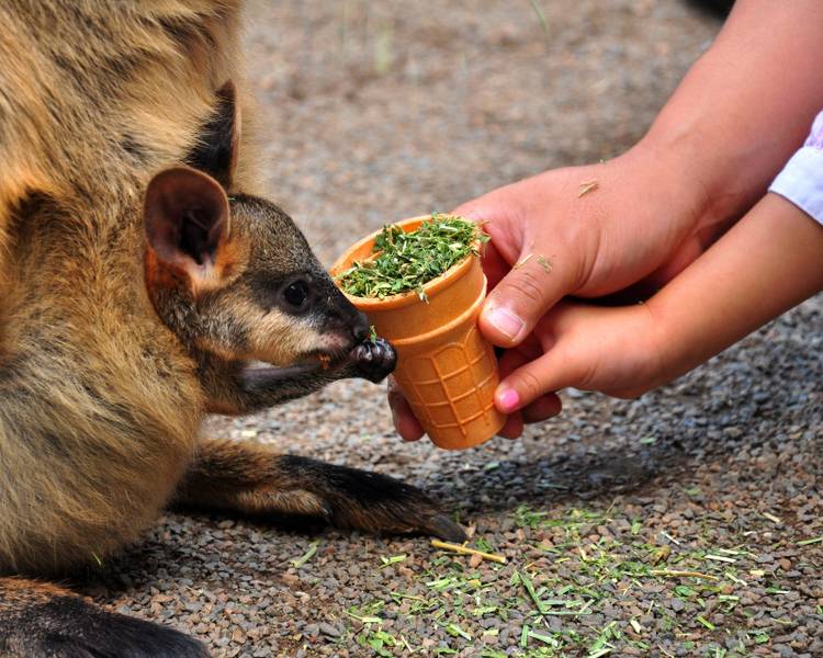 cong-vien-dong-vat-hoang-da-featherdale-wildlife-park
