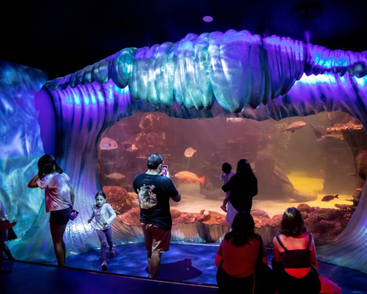 thuy-cung-sea-life-sydney