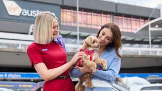 Virgin Australia launches 'Pets in Cabin' service
