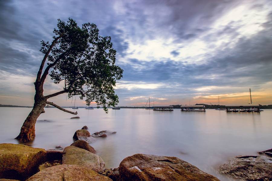 Lone Tree at Changi Beach Park, Singapore.
