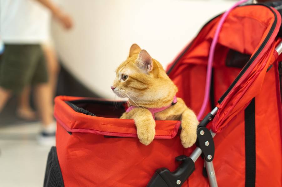Cute friendly orange cat looking curious inside red pet stroller. This adorable animal enjoys safe shopping day with its owner at pet friendly mall