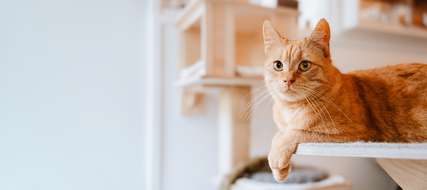 A Guide to Explore Cat Cafe SG: All You Need to Know