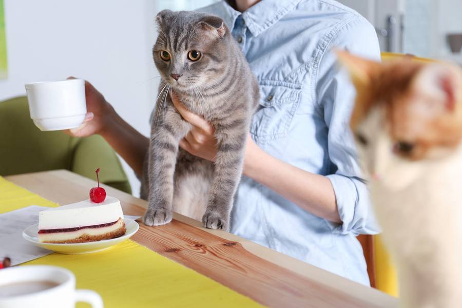 Woman sitting at table in cat cafe, closeup