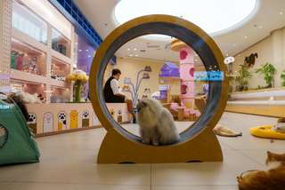 9 Best Cat Cafe in JB You Must Visit, SEO Accom (Global)