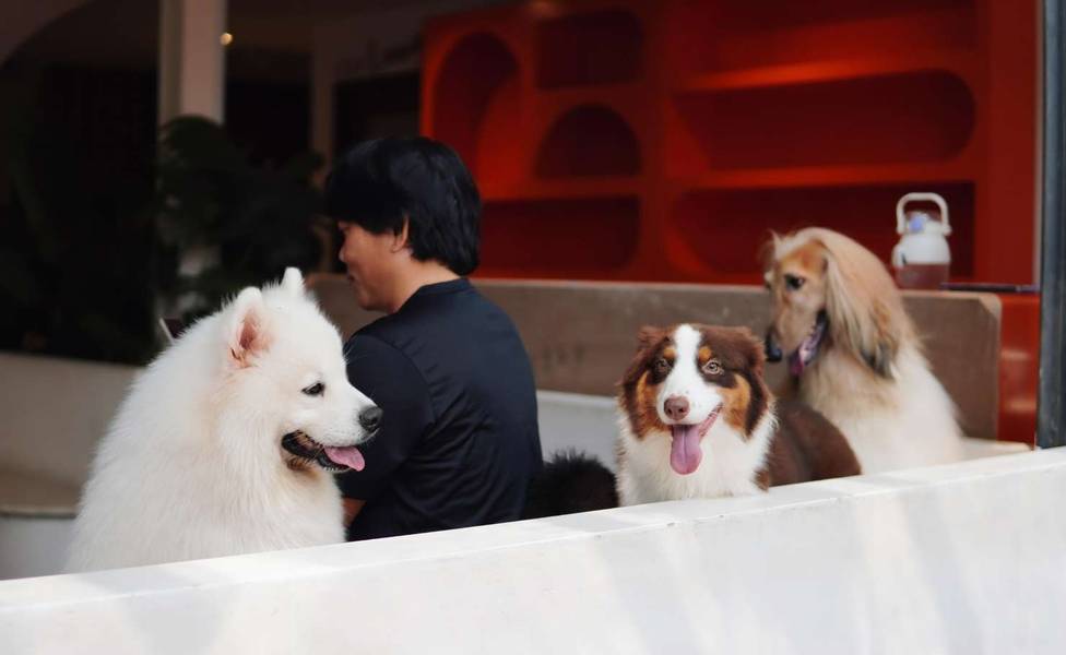 What You Can Do at a Dog Café in JB