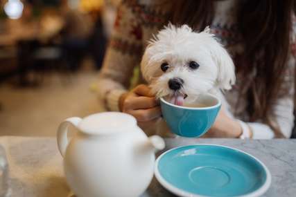 A Guide to Explore Dog Cafe Kuala Lumpur: Everything You Need to Know