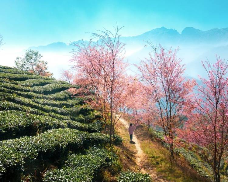 Sapa là bức tranh đa sắc với mỗi mùa là một vẻ đẹp hấp dẫn.