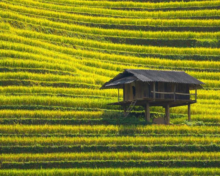 Thời điểm đẹp nhất để đến Sapa là khi cây lúa trổ bông vàng rực vào tháng 9 - tháng 10.