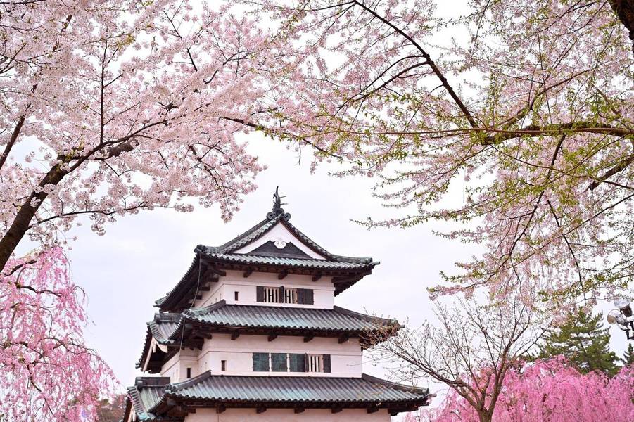 Thành Hirosaki nổi bật trong sắc hoa anh đào.